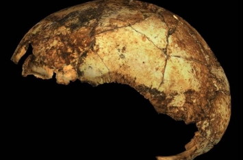 南非曾是3种古人类的家园 德里莫伦遗址出土200万年前非洲最古老直立人
