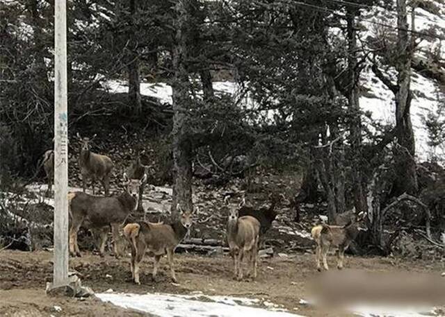 四川省甘孜州白玉县麻绒乡马门村村民拍摄到一群白唇鹿在雪地上休憩喝水