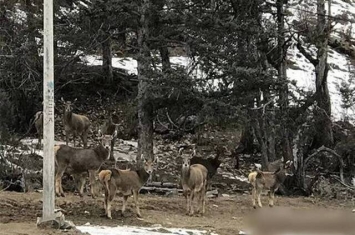 四川省甘孜州白玉县麻绒乡马门村村民拍摄到一群白唇鹿在雪地上休憩喝水