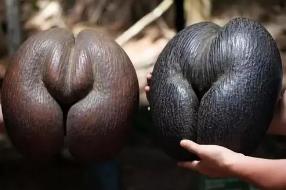 世界上最大的果实，雌雄海椰子酷似男女生殖器