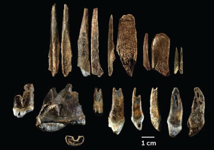 洞穴古人类遗骸和人工制品研究证实现代人类在4.5万年前进入欧洲
