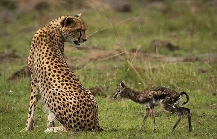 肯尼亚马赛马拉国家保护区猎豹亲舔初生羚羊 下一秒追杀咬死