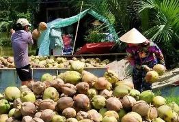 世界上椰子产量最高的国家是哪个，印度尼西亚（年产量2150万吨）