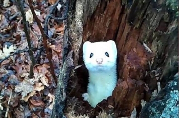 美国密歇根州男子树林狩猎期间发现一只害羞黄鼠狼躲在树洞内不时探头