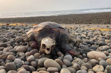 台湾台中松柏渔港发现死亡海龟 “中华鲸豚协会”确认为濒危赤蠵龟