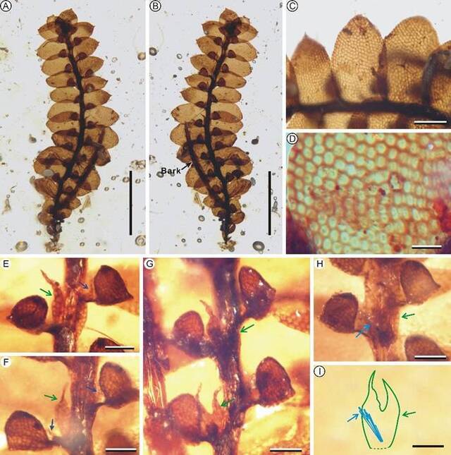 《白垩纪研究》：缅甸琥珀中发现苔类植物新类群