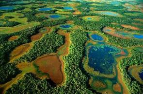 世界上最大的沼泽地，潘塔纳尔沼泽（面积有2500万公顷）