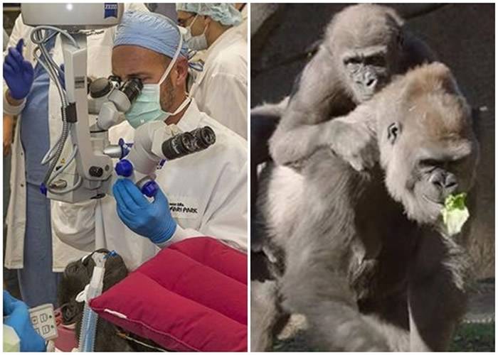 美国加州圣迭戈动物园大猩猩接受白内障手术治疗