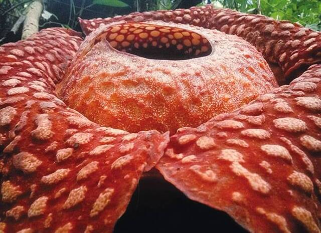 印尼西苏门答腊雨林中发现疃穆达大王花 直径111公分是史上最大的花朵