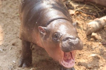 泰国绿山国家野生动物园侏儒河马宝宝命名“卤肉”