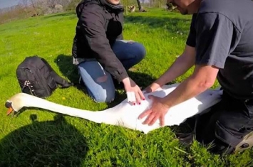 德国动物专家制服受伤野生天鹅带走治理