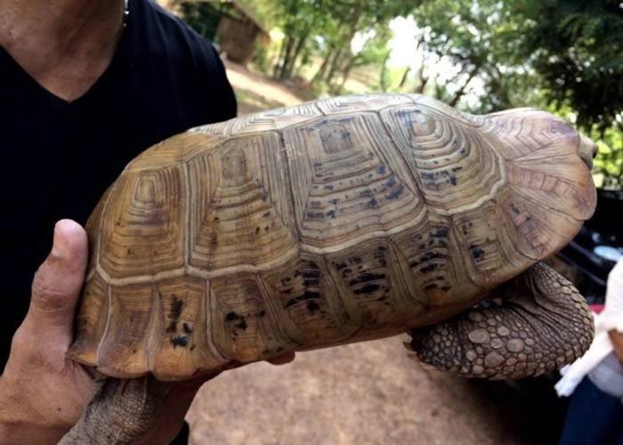 泰国乌汶府警员路边发现佛像龟