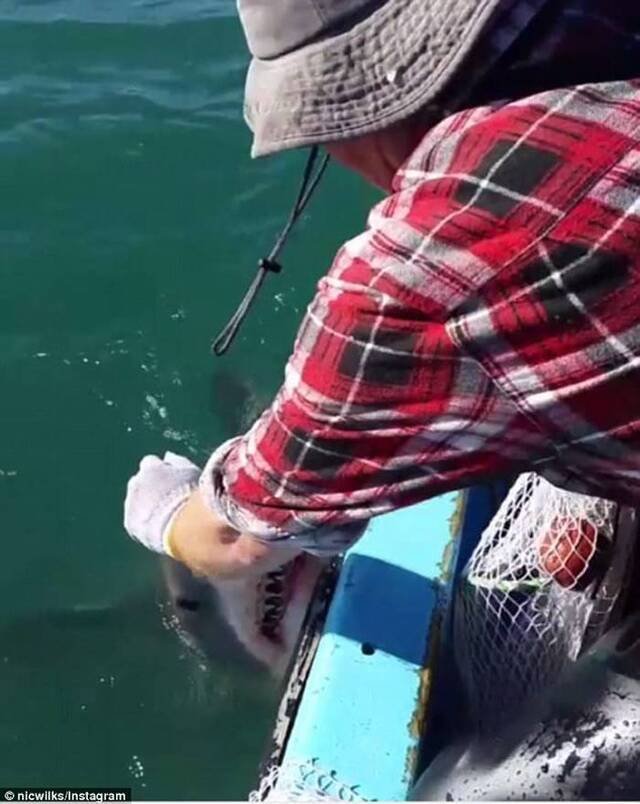 澳洲大无畏渔夫与死咬鱼网大白鲨角力