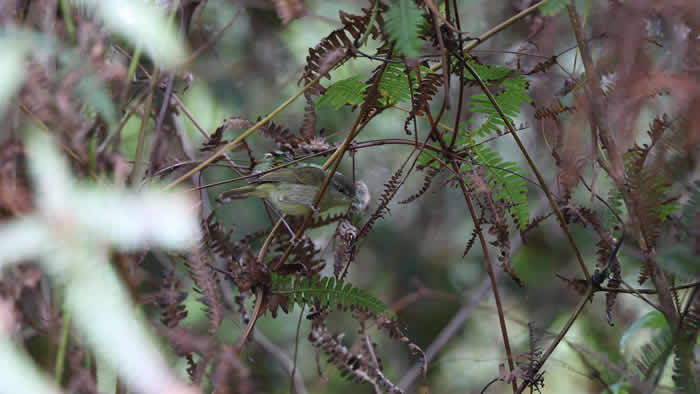 印度尼西亚Wallacean群岛上发现10个新的鸣禽物种和亚种