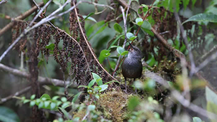 印度尼西亚Wallacean群岛上发现10个新的鸣禽物种和亚种