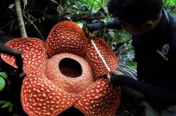 印尼苏门答腊雨林中发现有史以来最大的“食人花”腐尸花 直径达111厘米