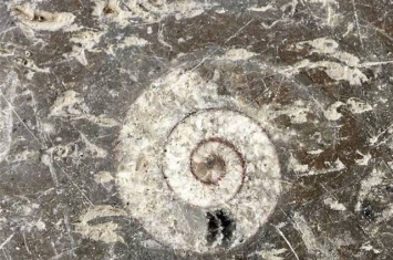 湖南张家界几亿年前的“化石地板”记录沧海桑田