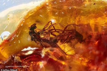 琥珀中发现4100万年前正在交配的苍蝇