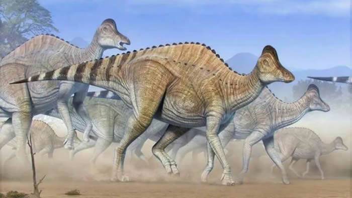 鸭嘴龙科亚冠龙的软骨化石中可能找到恐龙的DNA碎片？