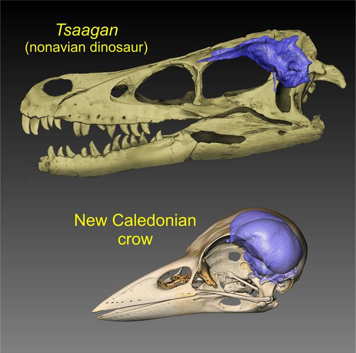 《当代生物学》：研究显示白垩纪末大灭绝之前鸟类和非鸟类恐龙的相对脑容量相似