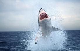 世界上最危险的鲨鱼王，海洋中无可匹敌（居于深海）