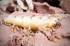 世界上最大的蚁后，蚁后可生育几十万只工蚁（公牛蚁）