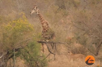 南非克留格尔国家公园长颈鹿被8只母狮包围 以为死定岂料剧情大逆转