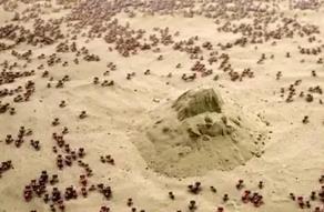 世界上最可怕的蚂蚁，沙漠行军蚁当之无愧（所过之处寸草不生）