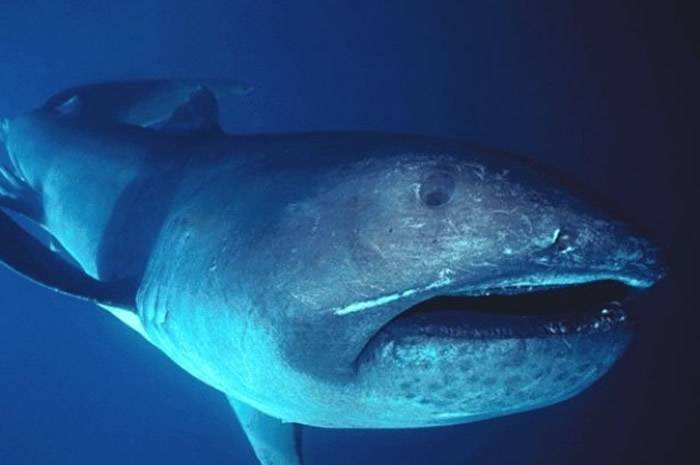 鲸鲨、鬼蝠魟列入保育类名单预告 珍稀巨口鲨台湾数据最多
