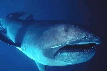 鲸鲨、鬼蝠魟列入保育类名单预告 珍稀巨口鲨台湾数据最多
