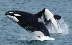 世界上最恐怖的鲸鱼，海洋霸主虎鲸（长相很萌但超凶残）