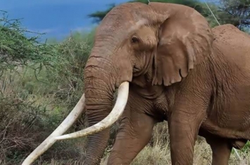 拥有最大象牙的肯尼亚50岁大象“蒂姆”死亡
