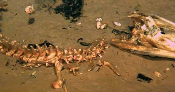 科学家将鳄鱼尸体沉入海底大王具足虫先来吃肉 发现DNA异于食骨蠕虫的新品种虫类