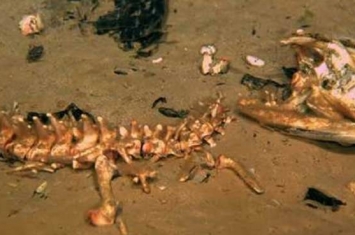 科学家将鳄鱼尸体沉入海底大王具足虫先来吃肉 发现DNA异于食骨蠕虫的新品种虫类