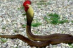 鸡冠蛇真的存在吗，被挖死的鸡冠蛇的照片曝光