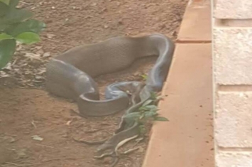 澳大利亚北领地凯瑟琳市女子眼巴巴地看着蟒蛇将猫咪吞进肚子