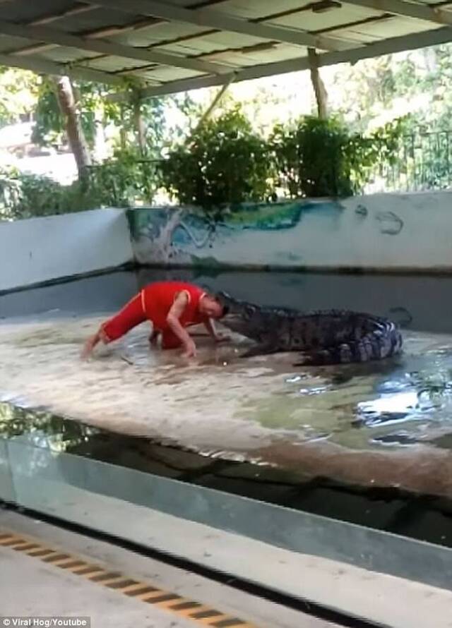 泰国驯兽员表演把头放鳄鱼嘴中 怎知鳄鱼突然合起嘴巴