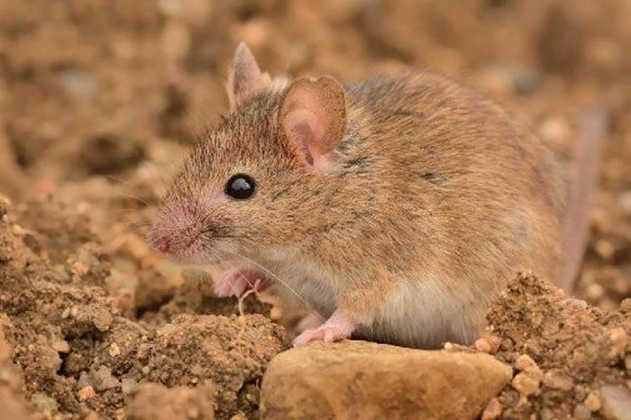 14500年前出现在地球上的小家鼠“侵占”欧洲的时间比以前想象的要晚得多