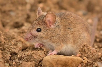14500年前出现在地球上的小家鼠“侵占”欧洲的时间比以前想象的要晚得多