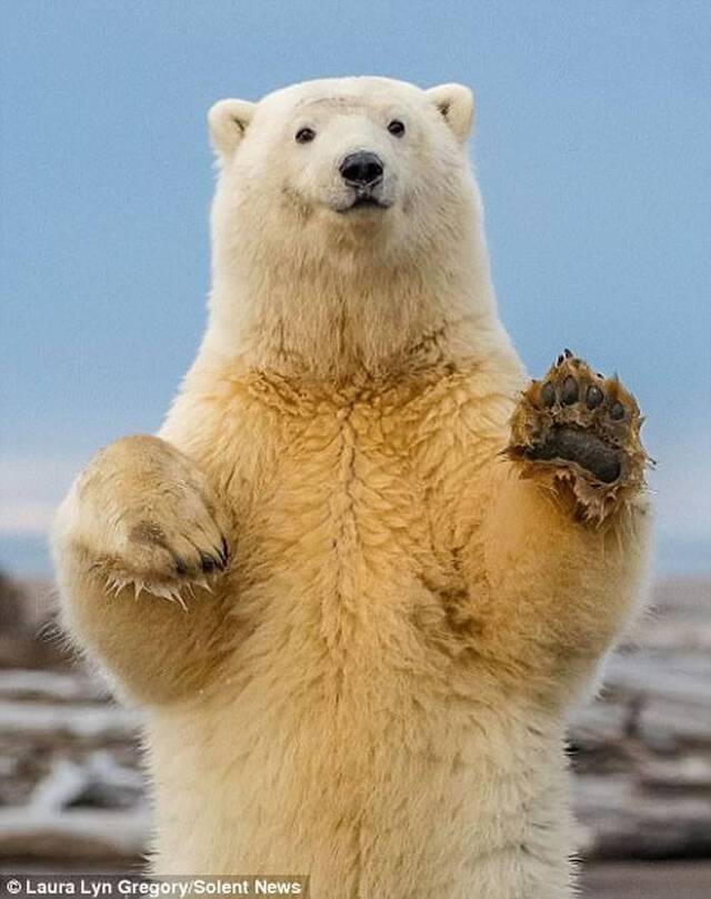 美国阿拉斯加呆萌北极熊爱抢镜 一见相机即站起身跳舞