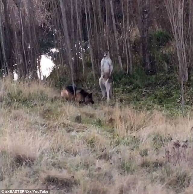 澳洲一只德国牧羊犬大战袋鼠