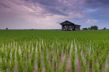 《自然·植物》杂志：水稻传播的关键“触发因素”是公元前12世纪发生的气候灾难