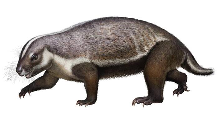 “疯狂野兽”Adalatherium hui填补冈瓦纳大陆化石记录