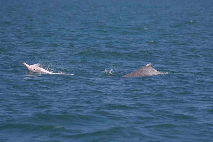 台湾白海豚2019年监测数据：个体47只 大安溪口到云林外伞顶洲之间有三群白海豚活动
