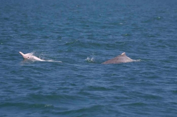 台湾白海豚2019年监测数据：个体47只 大安溪口到云林外伞顶洲之间有三群白海豚活动