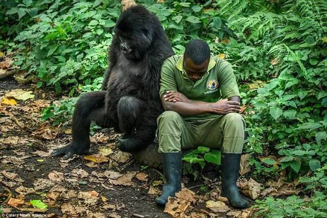 排排坐：刚果维拉冈国家公园母大猩猩安慰饲养员