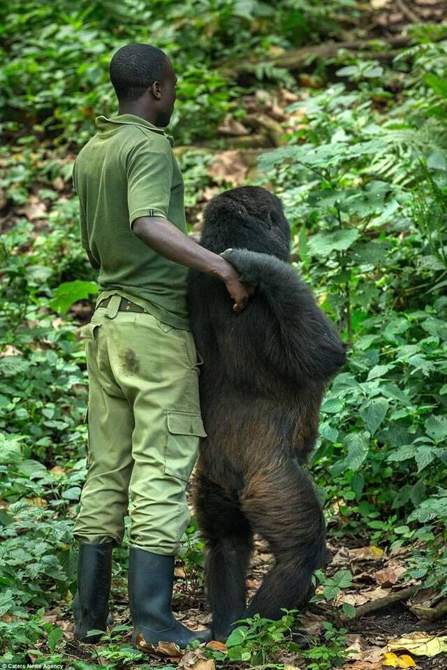 排排坐：刚果维拉冈国家公园母大猩猩安慰饲养员