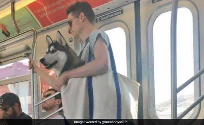 美国纽约地铁公布“狗狗只要装袋就能上车” 饲主们带着毛小孩搭车的趣味情况层出不穷