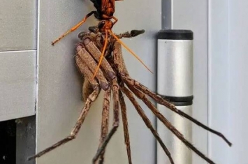 澳洲巨大橘色蛛蜂拖走巨蟹蛛