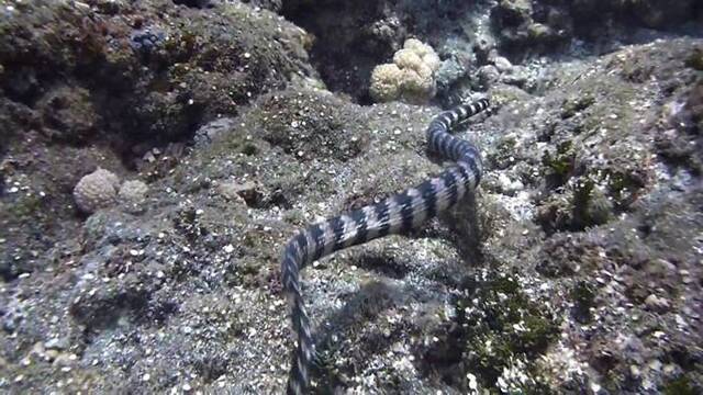 台湾研究海蛇的先驱杜铭章在兰屿与海蛇共舞